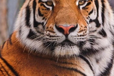 Tiger Live Wallpapers   Android Apps On Google Play