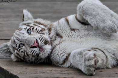194 White Tiger HD Wallpapers