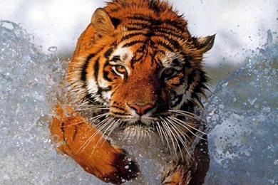 Wallpapers Tiger