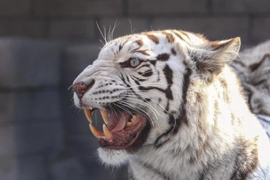 Bengal Tiger Live Wallpapers Android Apps On Google Play