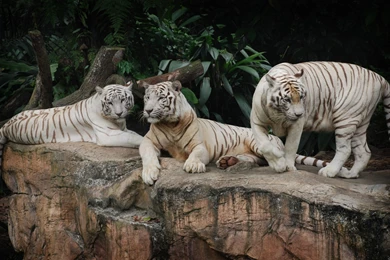194 White Tiger HD Wallpapers