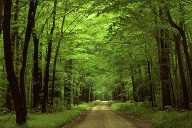 Woods Backgrounds Wallpapers Cave