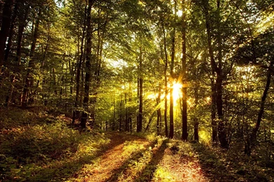 Woods Sunset Wallpapers