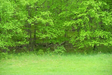 Green Woods Backgrounds