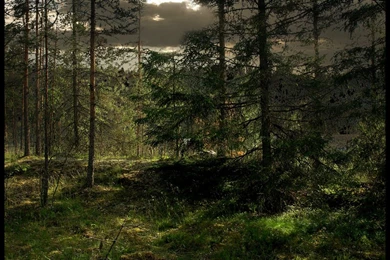 Backgrounds Woods By Eirian stock On DeviantArt