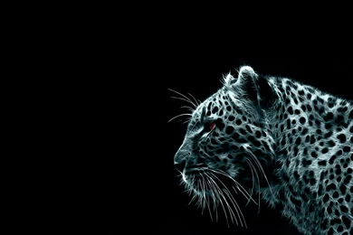 1064 Tiger HD Wallpapers