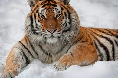 Tiger Wallpapers Widescreen