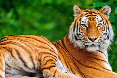 Tiger Wallpapers Hd