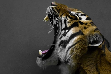 Tiger Wallpapers 25 Best Wallpapers Collection