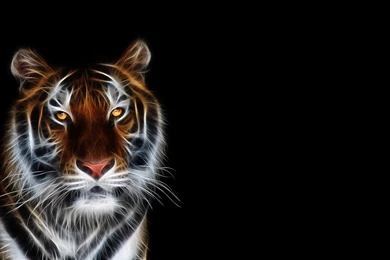 28+ Best HD Tiger Wallpapers