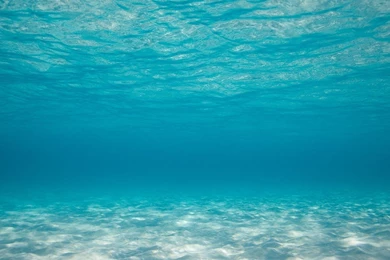 1111 Guest Blog BearsWave.Com Bear Woznick – Author Of Deep In The ...