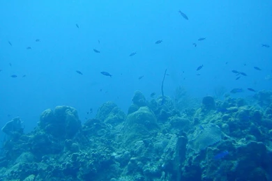 Ocean Floor Wallpapers   Wallpapers Cave