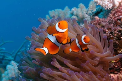 Wallpapers Of Two Clown Fish On The Ocean Floor Hd Animals ...