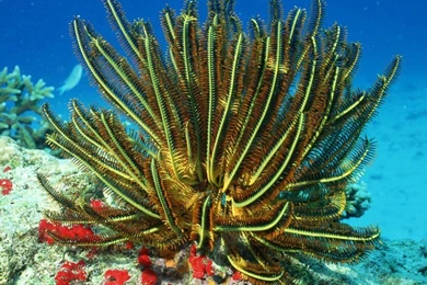 Ocean Floor Wallpaper, Wallpaper, Ocean Floor Wallpapers Hd ...