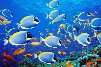 Sand Starfish Starfish On The Ocean Floor – Animals Fish HD ...