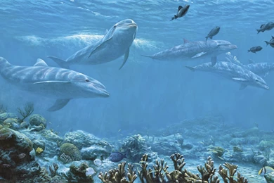 Dolphin Pre Pasted XL Wallpapers Mural, Kids XL Murals, Fantasy Art ...