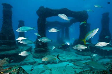 Diving Picture – Underwater Wallpapers – National Geographic Photo ...