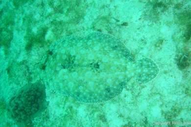 Large Picture Archive