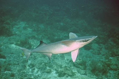 Fish: Ramora Fish Coral Reef Ocean Floor Wallpapers Pictures HD For ...