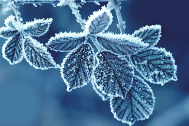 Cold Leaves Wallpapers
