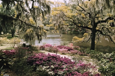 Middleton Place Picture    Garden Wallpapers    National Geographic ...
