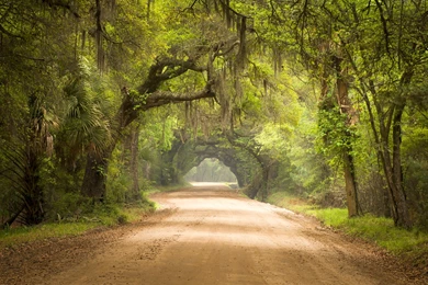 Charleston Sc Dirt Road Forest Botany Bay Plantati By Macinivnw On ...
