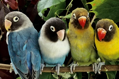 Four Brothers Parrot － Animal Wallpapers   Free Download ...