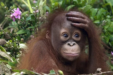 Wildlife Photography Wallpapers 12 － Animal Wallpapers   Free ...