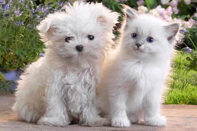 Animal Wallpapers Full HD With HD Wallpapers   Kemecer.com