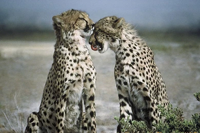 Animals Wallpapers Free Download   All Wallpapers New