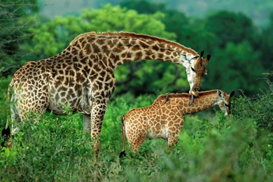 Animal Giraffe With Their Child Wallpapers Free Download