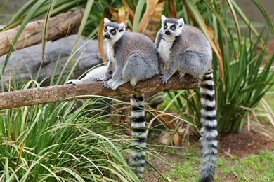 Beautiful Lemurs Animal Desktop Hd Wallpapers For Backgrounds Free ...