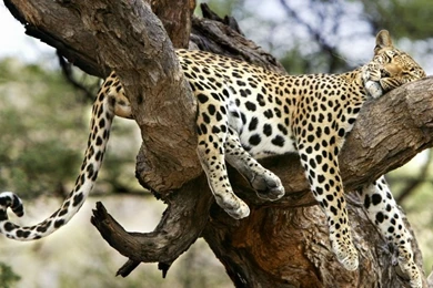 Wildlife Wildlife 1024x768 Wallpapers – Wildlife Wallpapers ...