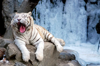 Yawning Tiger Wildlife Wallpapers   2560x1600 Wallpapers Download ...