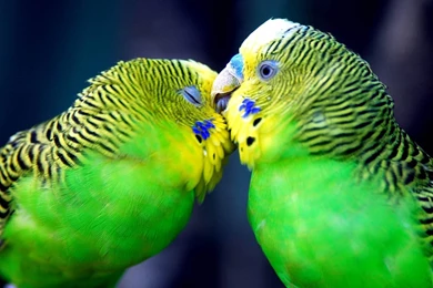 Birds Wildlife Wallpapers [2]   (