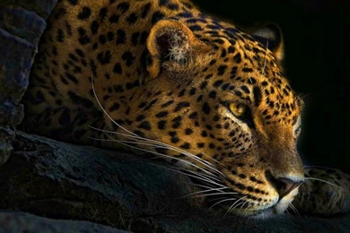 Animals,seals Seals Animals Wildlife Baby Animals 3216x2136 ...