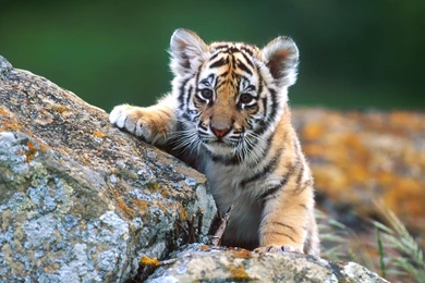 Wild Life HD Wallpapers