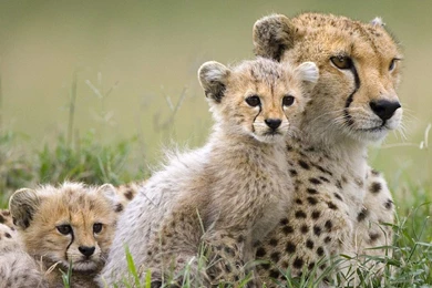 Animals Savage Safari African Wild Life Wallpapers