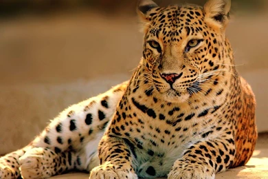 1600x1200 Leopard Wildlife Wallpapers