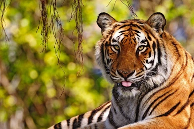 Download The Relaxing Tiger Wallpaper, Relaxing Tiger iPhone ...