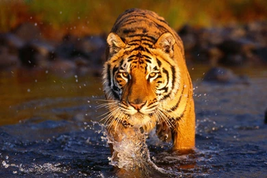 Tiger Wallpapers, Desktop Wallpapers » GoodWP.com