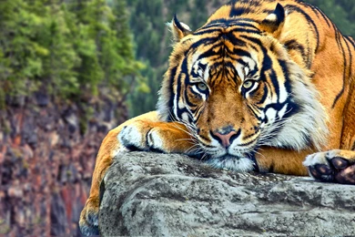 Wild Tiger Wallpapers