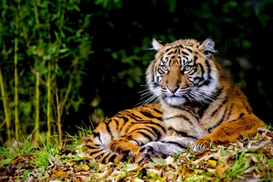 Cats: WILDLIFE SUPREME Power Gorgeous Predator Wild Tiger Photos ...