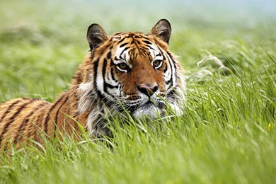 High Resolution Tiger Desktop Backgrounds Full Size   SiWallpaperHD ...