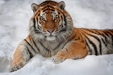 Wild Tigers Wallpapers