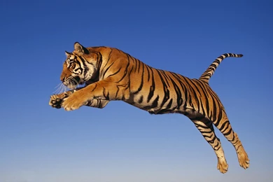 Tigers Tigers Running Jumping In The Wild Wallpapers High Quality ...