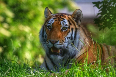 Tiger Wild Cat Predator Muzzle Gallery >> HD Wallpaper, Get It Now!