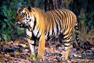 Wild Bengal Tiger 1600x900 Wallpapers,Tiger 1600x900 Wallpapers ...