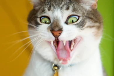 Funny cat wallpapers for desktop download