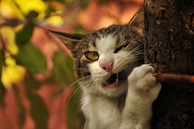 Funny Cat With Captions Wallpapers Free